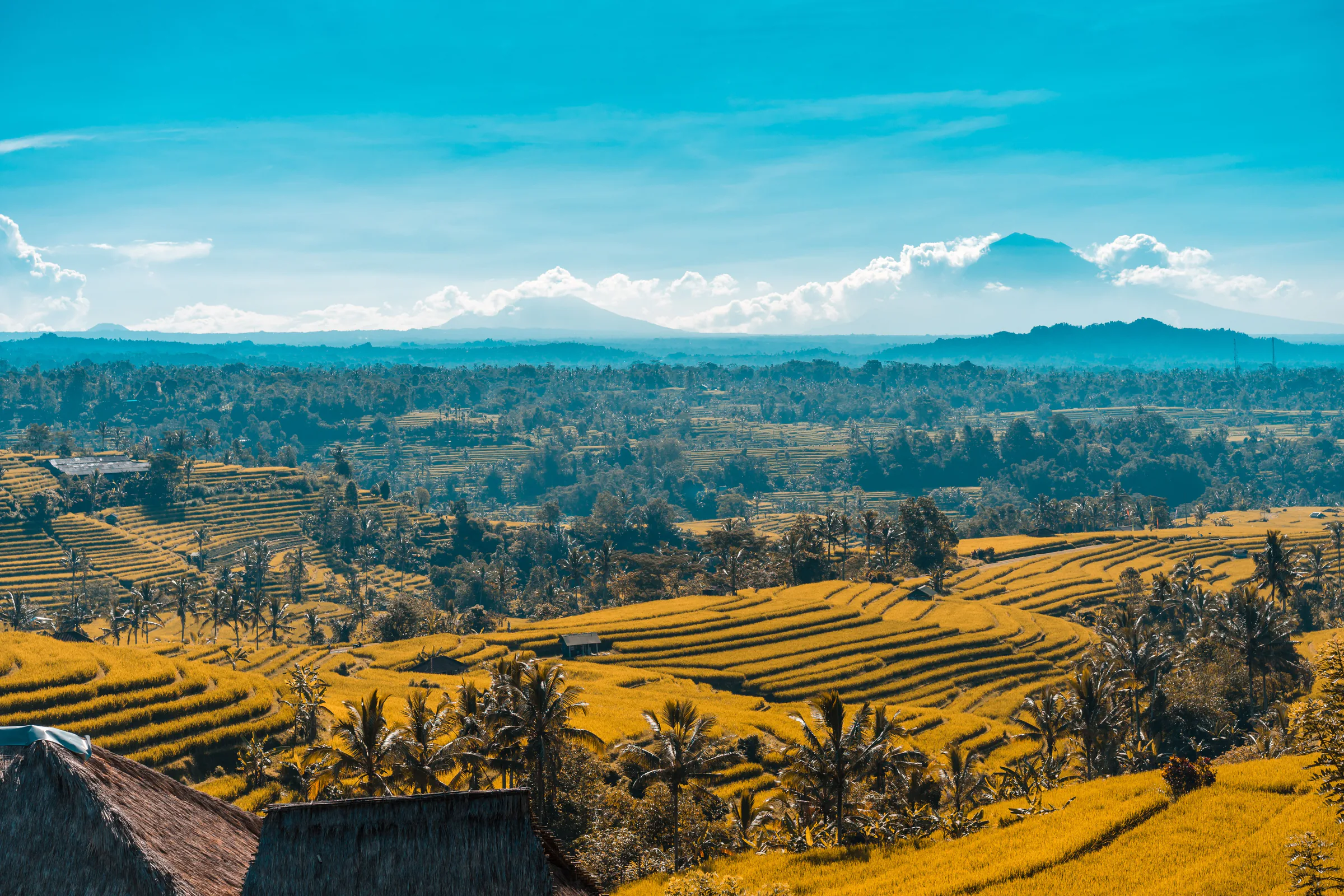 Reisterrassen und tropische Landschaft auf Bali