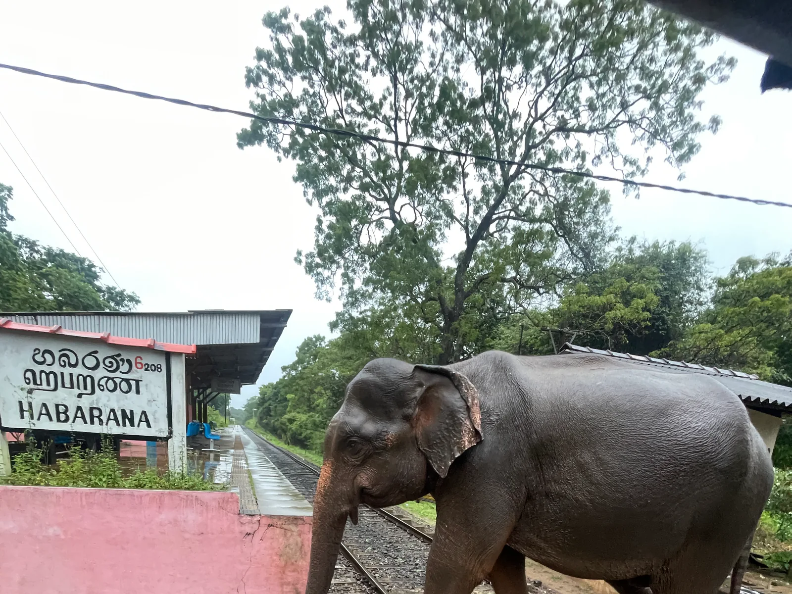 Elefant in der grünen Landschaft Sri Lankas